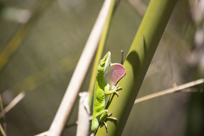 Close-up of insect on plant