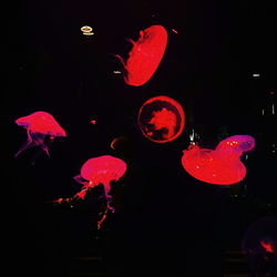 Close-up of jellyfish swimming in water