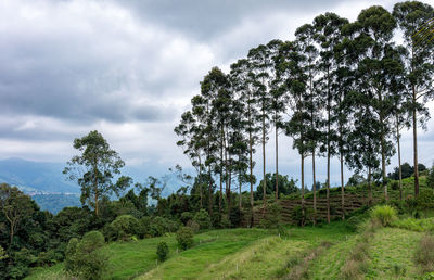 Trees on field against sky