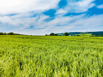 Scenic view of agricultural field against sky