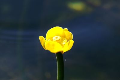 Close-up of yellow flower blooming outdoors