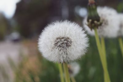 Close-up of dandelion flower
