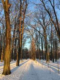 Trees on snow covered field during winter