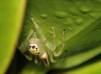 Close-up of spider on leaf