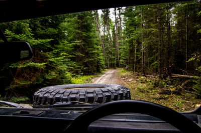 Car in forest