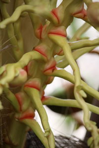 Close-up of flower