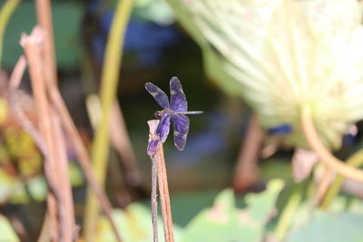 Close-up of purple flowering plant