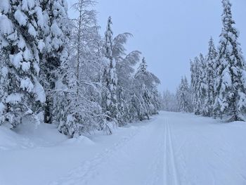 Snow covered land and trees against sky