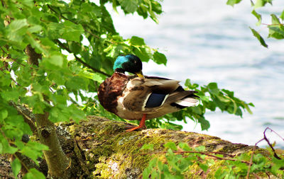 Bird perching on a plant