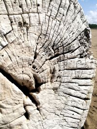 Close-up of tree stump