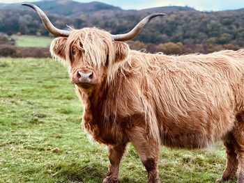 Highland cow