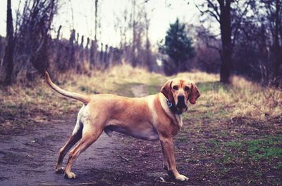 Portrait of dog on field