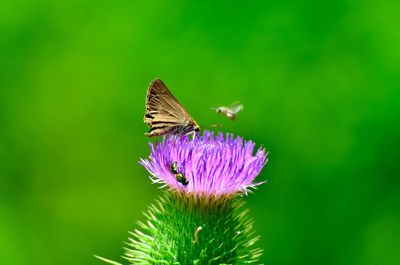 Close-up of butterfly pollinating on thistle