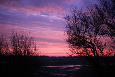 Silhouette of bare trees on landscape