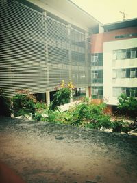 Potted plants by window in building