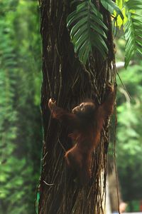  a little  orangutan on tree trunk