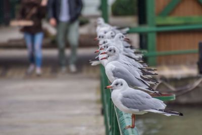 Seagulls perching outdoors