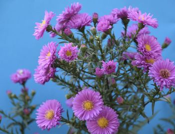 Close-up of pink flowers