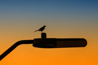 Low angle view of silhouette bird perching on pole against clear sky