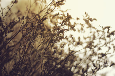 Close-up of fresh plants against sky