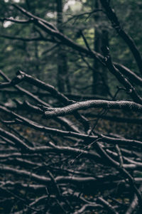 Close-up of branches in forest