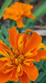 Close-up of bee on yellow flower