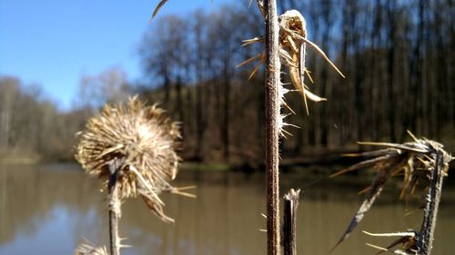 Close-up of wilted plant against sky