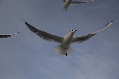 Low angle view of seagulls flying against sky