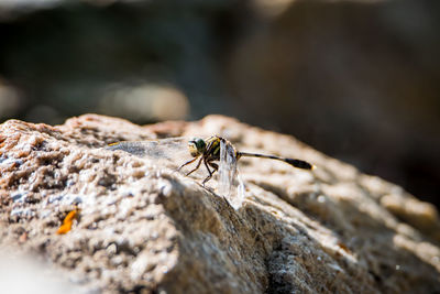 Close-up of spider on rock