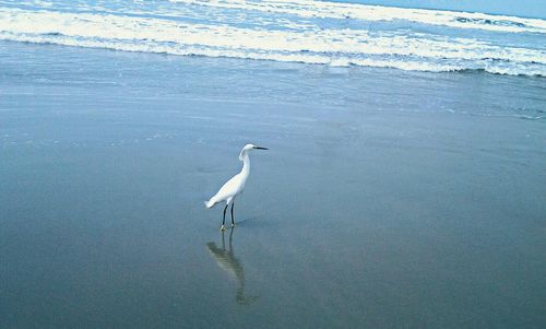 Birds in water