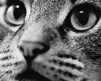 Close-up portrait of a cat