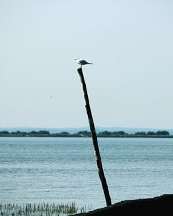 Bird perching on sea against clear sky