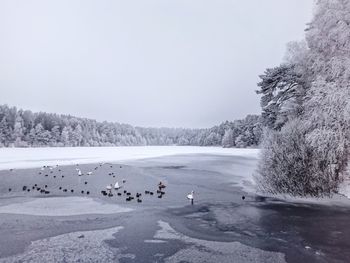 View of birds in winter