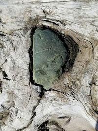 Full frame shot of tree stump