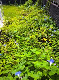 Full frame shot of green plants