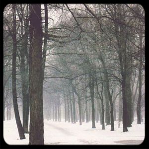 Snow covered trees in forest