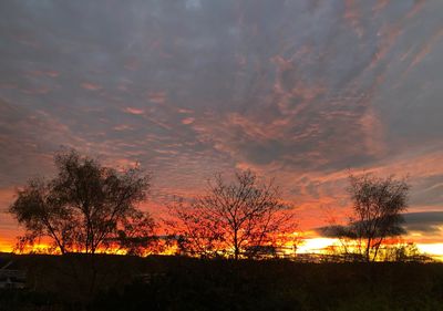 Silhouette trees against sky during sunset