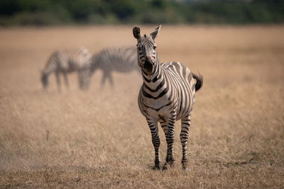 Plains zebra standing in savannah near others