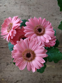 Close-up of pink flower