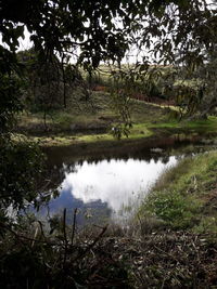 Scenic view of lake in forest