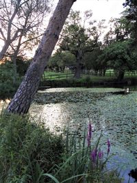 Scenic view of lake in forest