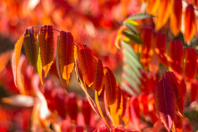 Close-up of red flowering plant