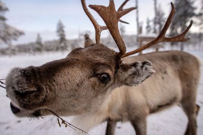 Close-up of deer in snow