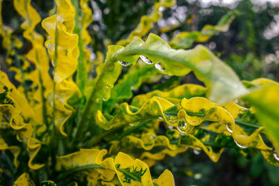 Close-up of yellow flower plant