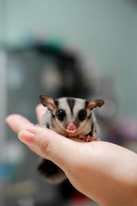 Close-up of hand feeding cat