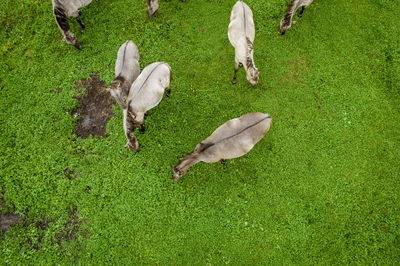 White mustangs grazing grass on the farmland. aerial view. endangered free families of wild horse