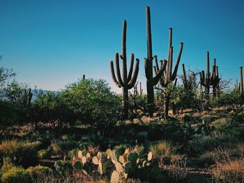 Cactus growing on field against clear sky