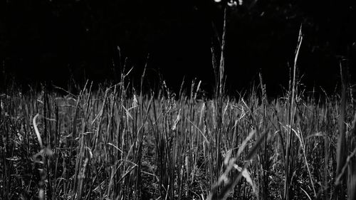 Plants growing on field