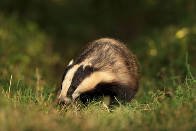 Close-up of an animal on grass