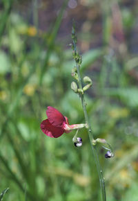 Close-up of red flowers blooming outdoors